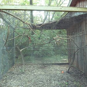 Eclectus Parrot Exhibit