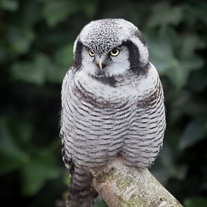 Northern Hawk Owl - 04/09/2012