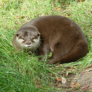 Asiatic otter