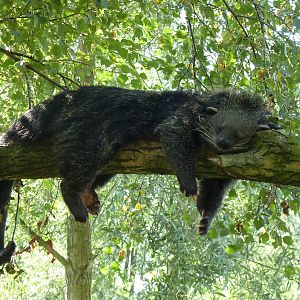 Binturong