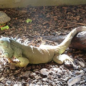 Green Iguana