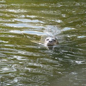 Common Seal