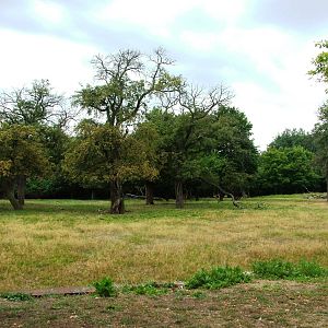 Wapiti Paddock at Chomutov, 30/08/12