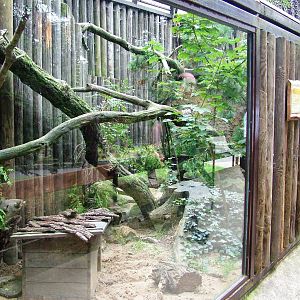 Pallas' Cat Exhibit at Chomutov, 30/08/12