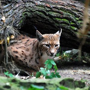 Carpathian Lynx at Chomutov, 30/08/12