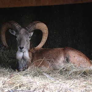 Transcapian Urial at Chomutov, 30/08/12