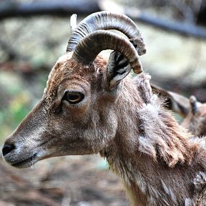 Transcapian Urial at Chomutov, 30/08/12