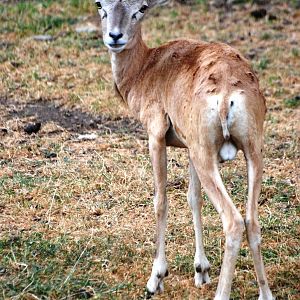 Transcapian Urial at Chomutov, 30/08/12