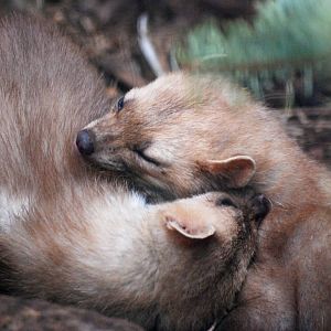 European Beech Martens at Chomutov, 30/08/12