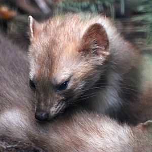 European Beech Martens at Chomutov, 30/08/12