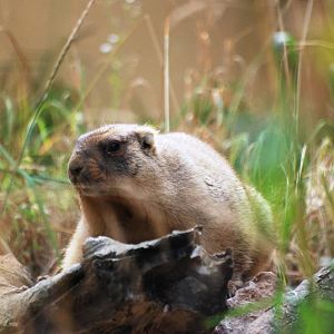 Bobak Marmot at Chomutov, 30/08/12