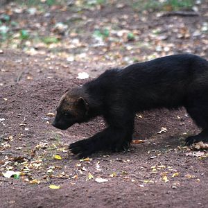 Wolverine at Chomutov, 30/08/12