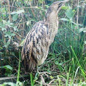 Great Bittern at Chomutov, 30/08/12
