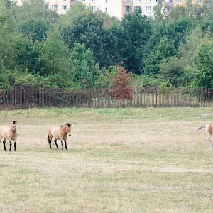 Frisky Eurosafari Equids at Chomutov, 30/08/12