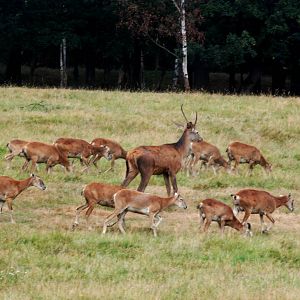 Eurosafari Stampede at Chomutov, 30/08/12