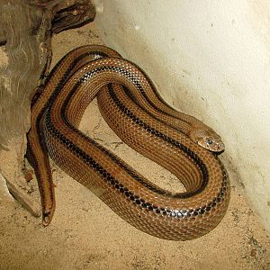 Ladder Snake at Chomutov, 30/08/12