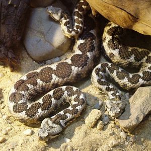 Long-nosed Vipers at Chomutov, 30/08/12