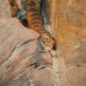 Horseshoe Whip Snake at Chomutov, 30/08/12