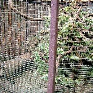 Beech Marten Exhibit at Chomutov, 30/08/12