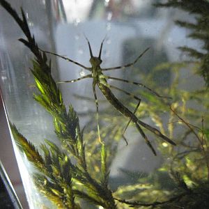 What is this 'Walking Stick' like water bug?