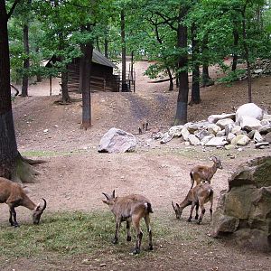 Ibex Paddock at Chomutov, 30/08/12