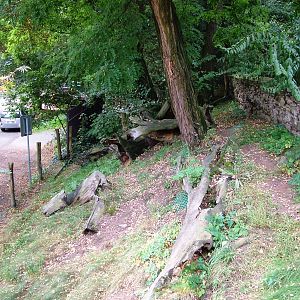Raccoon Dog Exhibit at Chomutov, 30/08/12
