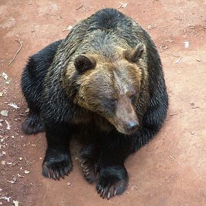 European Brown Bear at Chomutov, 30/08/12