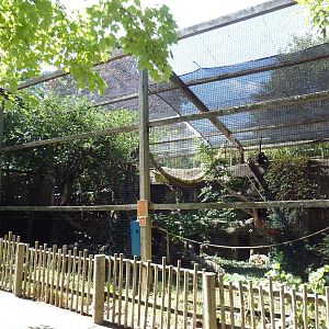 Spider Monkey Exhibit
