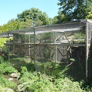 Squirrel Monkey + Yellow-Throated Toucan Exhibits