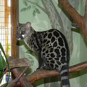 What kind of genett?