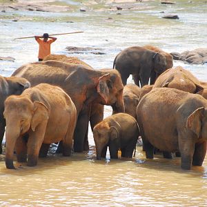 Elephant Bath
