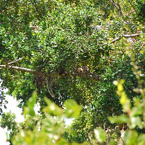 Yala-Male and Female Giant Squirrels