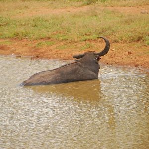 Yala-One-horned buffalo