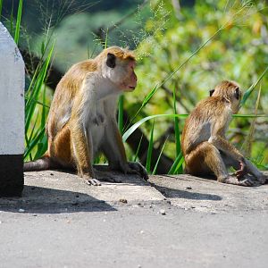 Toque macaques