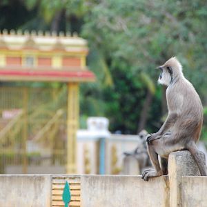 Grey/Hanuman Langur in Temple