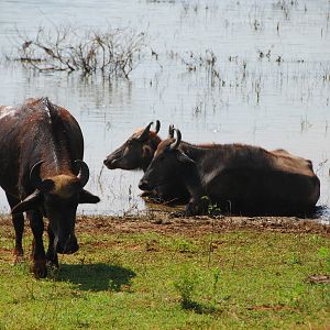 Yala-Water Buffalo