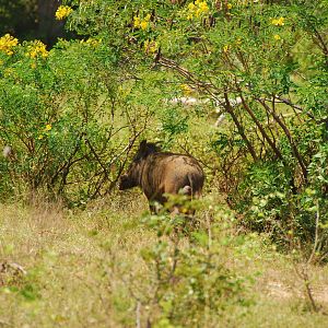Yala-Wild Boar