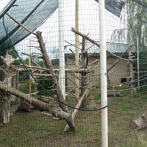 Colobus Monkey Exhibit