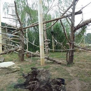 Colobus Monkey Exhibit