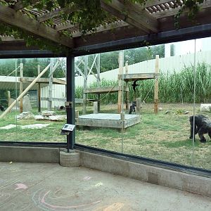 Chimpanzee Exhibit
