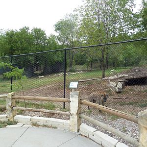 Spotted Hyena Exhibit