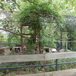 Raccoon Exhibit
