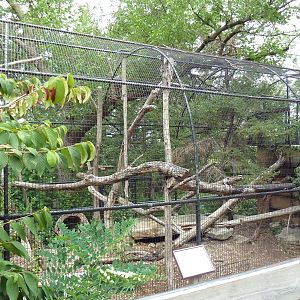 Bobcat Exhibit