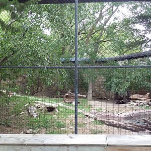 Small-Clawed Otter Exhibit