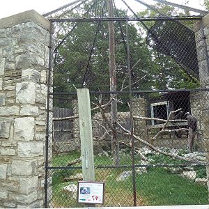 Cinereous Vulture Exhibit