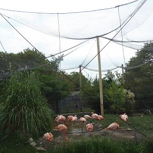 Caribbean Flamingo Exhibit