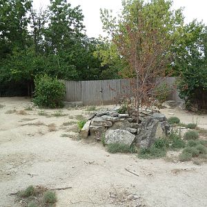Chacoan Peccary Exhibit