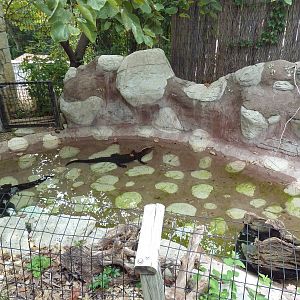 Cuvier's Dwarf Caiman Exhibit