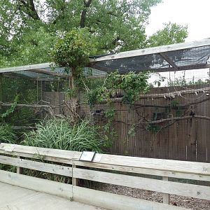 Geoffrey's Marmoset/Reed Titi Monkey Exhibit