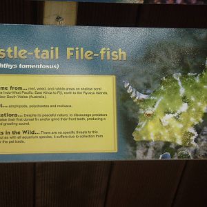Signage for filefish